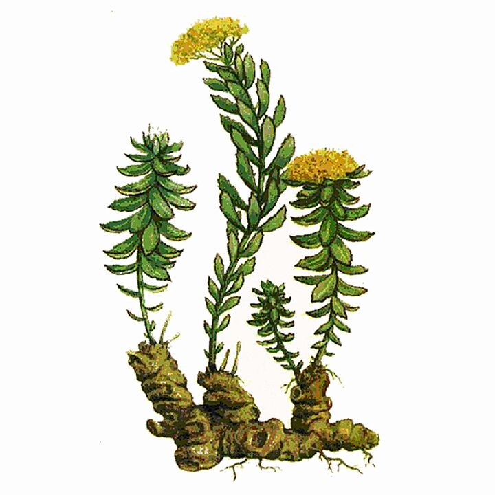 Rosela Rhodiola erauzketa gigant gel gisa