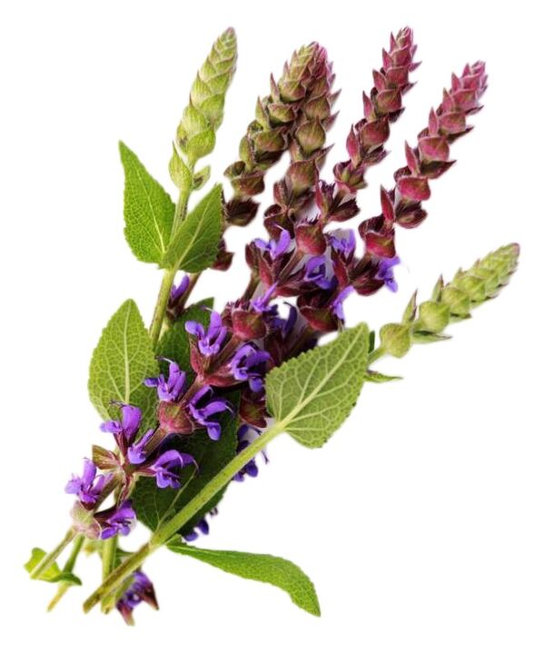 Sage extract GIGANT gel gisa